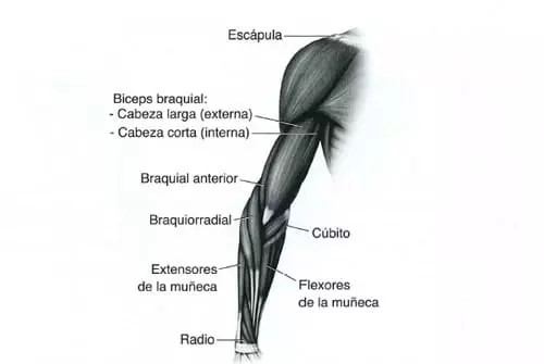 Anatomía Bíceps