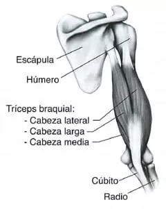 Anatomía Tríceps